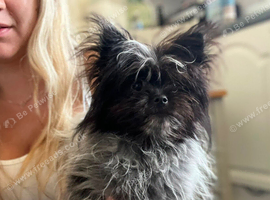 Pomeranian x terrier