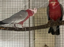 Breeding pair of Gallah cockatoo