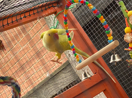 Pickle - Tame Indian Ringneck
