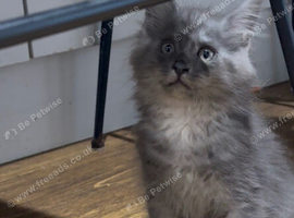 Maine Coon Kittens *Ready to leave
