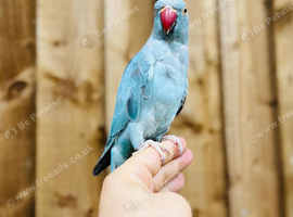 Blue ring neck parrot