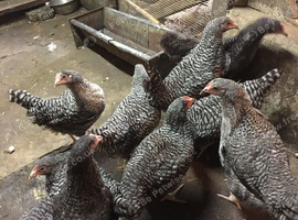 POL Speckled Hens Available