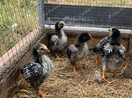 Silver laced Wyandotte bantam chicks