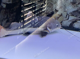 Red tail Catfish