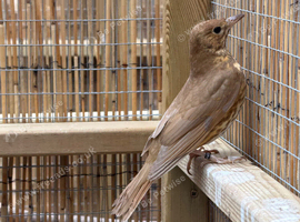 Cinnamon male songthrush