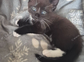 Black cat foe sale