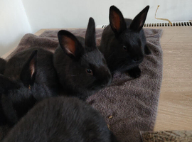 Rex x Californian White Litter 4 BUCKS AVAILABLE