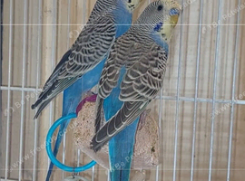 Brothers x 2 &pound;40 for both