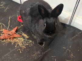 Young female rabbit