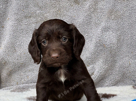 Working Cocker spaniel puppy&rsquo;s