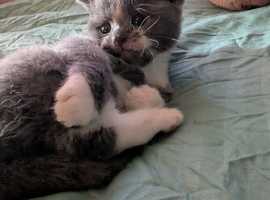 Russian blue cross