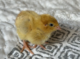 Japanese, Coturnix Quail chicks