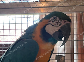 Aviary blue and gold macaw