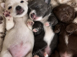 3 beautiful Chihuahua puppies