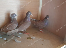 3 red pigeons