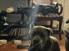 Cane corso