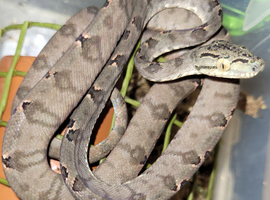 Amazon Tree Boa for sale