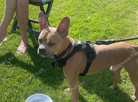 One year old male frenchie cross called kion