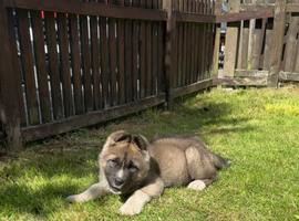 Adorable 9 week American Akita