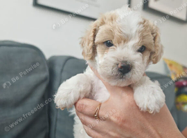 Cavapoochon puppies