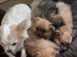 Beautiful Pomchi&rsquo;s for sale