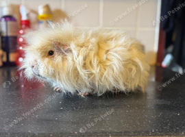 2 Guinea Pig Boys
