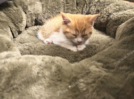 4 fur baby&rsquo;s looking for there new homes