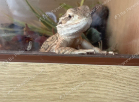 Rankin lizard