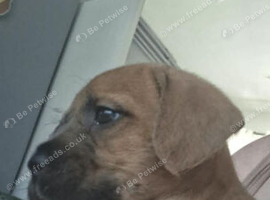 Male Mixed breed puppy for sale in oxford