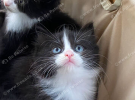 2 beautiful kittens