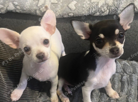 Two Chihuahua sisters
