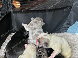6 Pedigree Frenchies For Sale