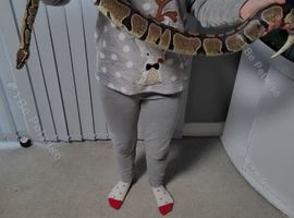 Ball python