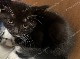 Black and white female
