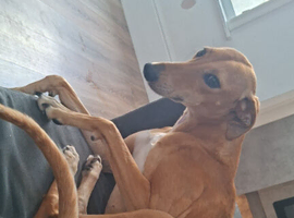 Ruby needs a new home urgently