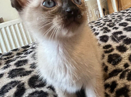 Beautiful kittens