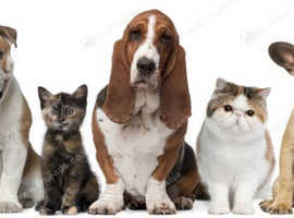 Professional Cat Sitter/Pet Sitter/Dog Walker E4, Highams Park, Chingford etc