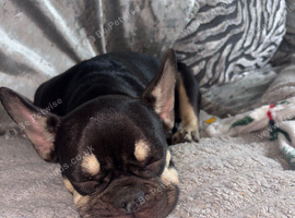 Frenchie