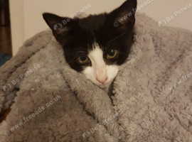 Playful and Cuddly 4-Month-Old Female Kitten Seeking a Loving Family.