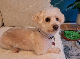 Beautiful yorkipoo
