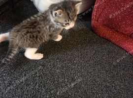 2 kittens looking for there forever home