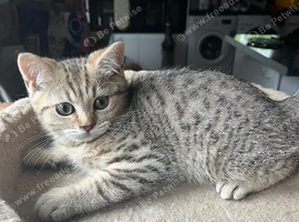 Gccf Handsome male British shorthair kitten