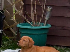 Lovely Labrador