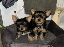 Yorkshire terrier puppy's