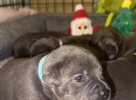 Home Raised Blue Staffordshire Bull Terrier Pups