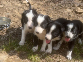 4 border collie puppies