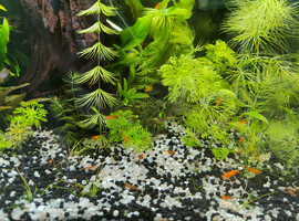 Orange cherry shrimp x10