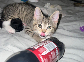 Bengal X Tabby Female Kitten
