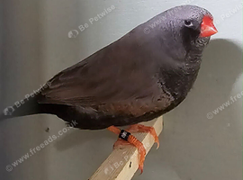 Wanted, mutation zebra finches.