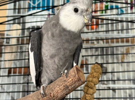 Grey Cockatiel Male